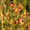 Epimedium versicolor Suphureum