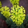 Euphorbia characias wulfenii