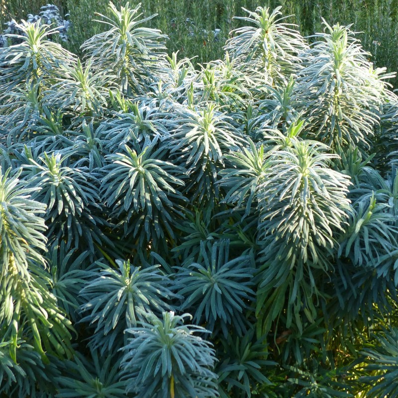 Euphorbia characias wulfenii