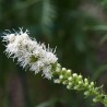 Liatris spicata alba
