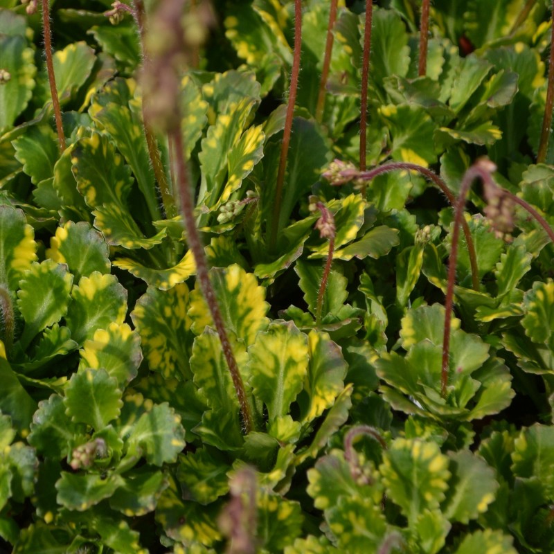 Saxifraga urbium Variegata