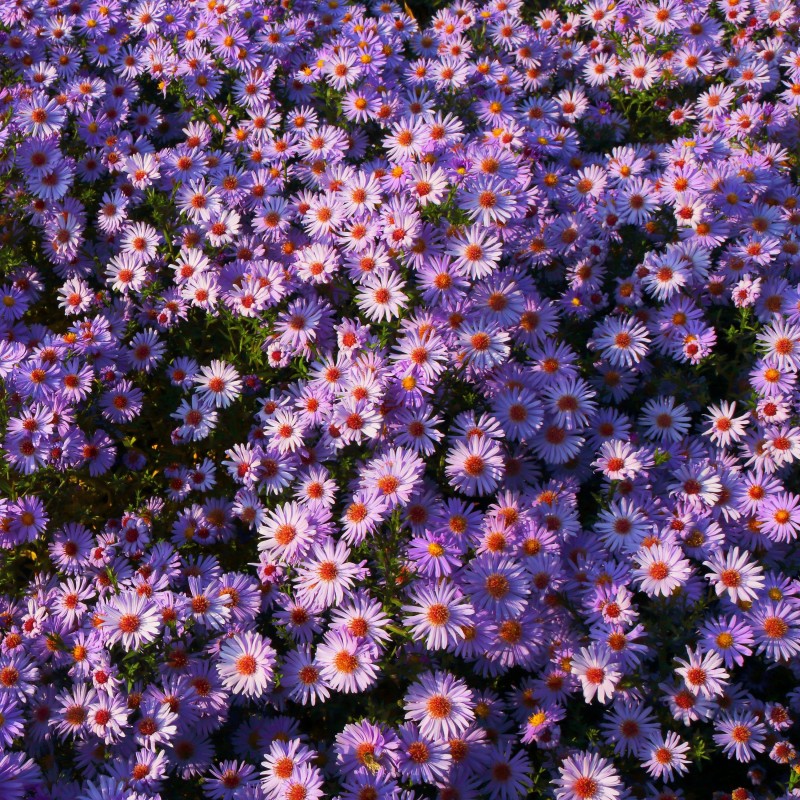 Aster Lady in Blue