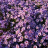 Aster Lady in Blue
