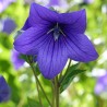 Floare Balon Mariesii