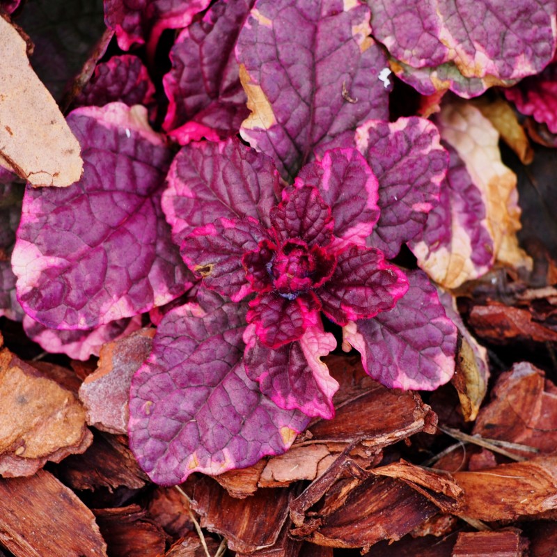 Vinetica Burgundy Glow