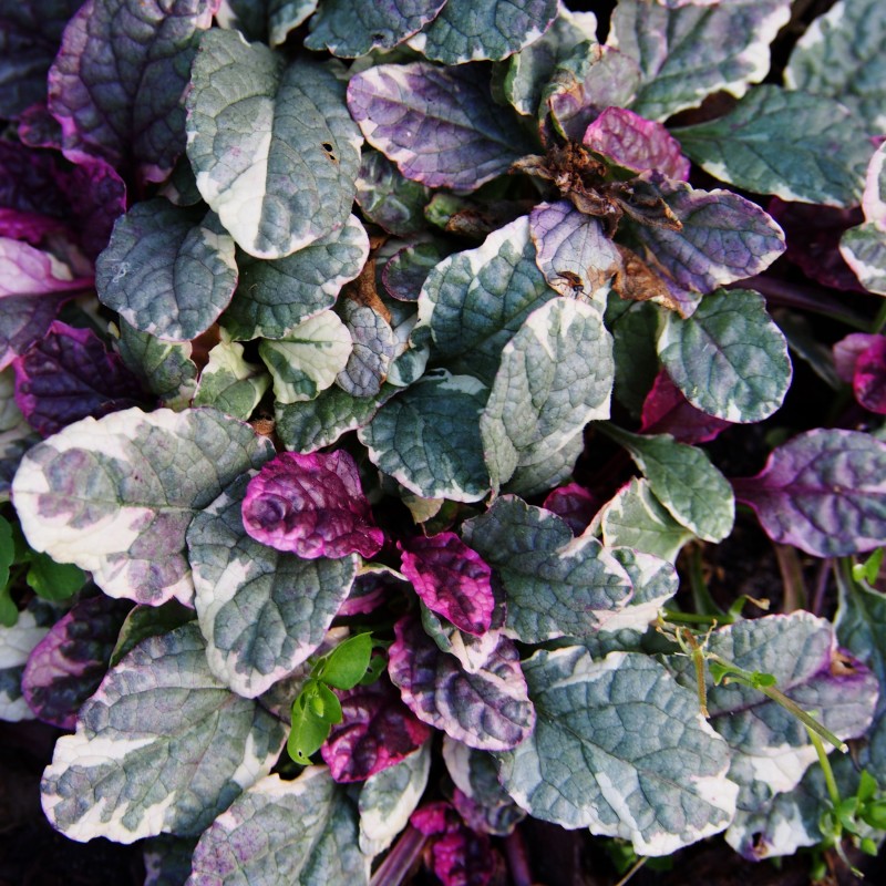 Vinetica Burgundy Glow