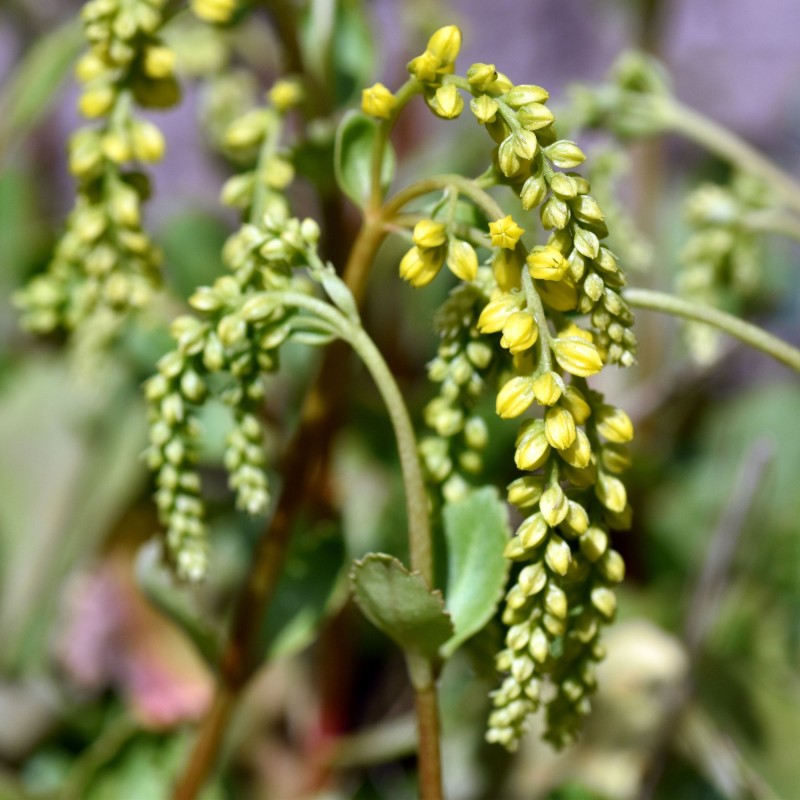 Coada mielului Chiastopyllum oppositifolium
