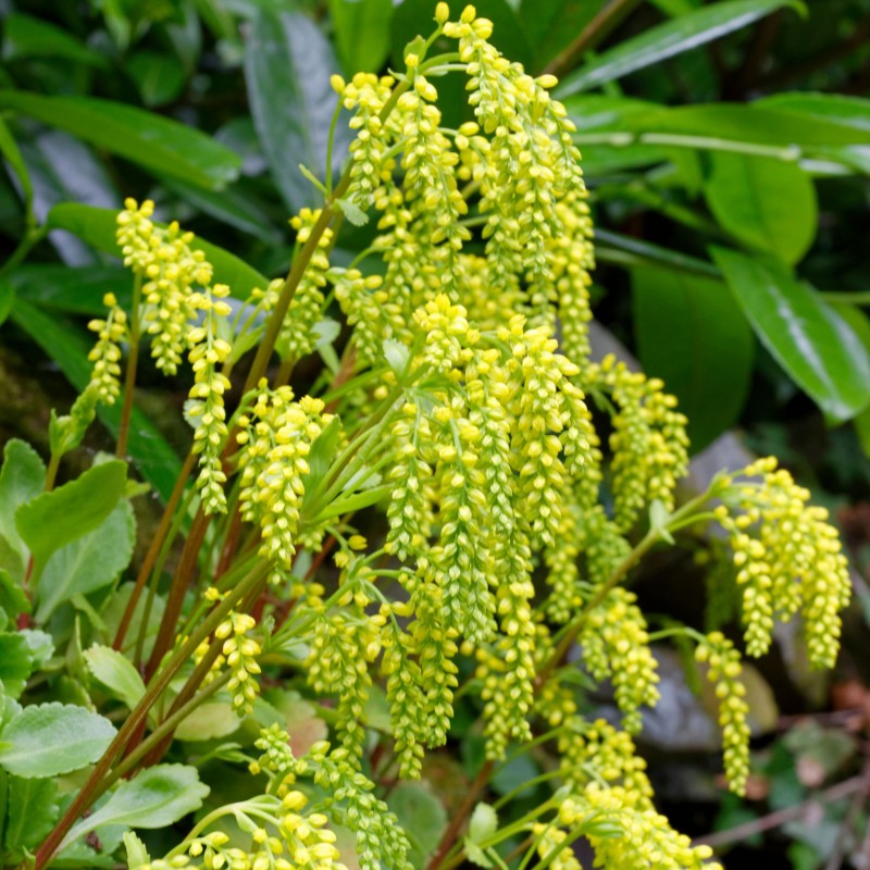 Coada mielului Chiastopyllum oppositifolium