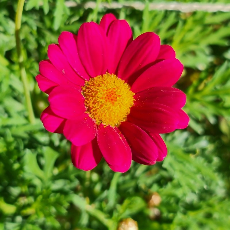 Spilcuta Robinsons Red