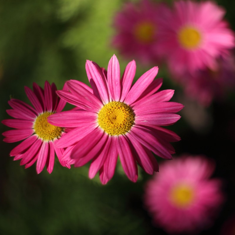 Spilcuta Robinsons Red