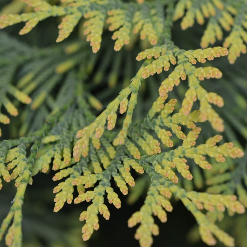 Thuja Europa Gold