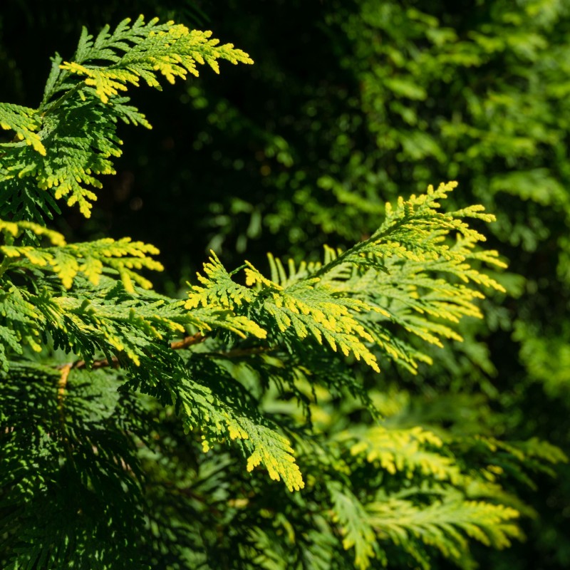 Thuja Europa Gold