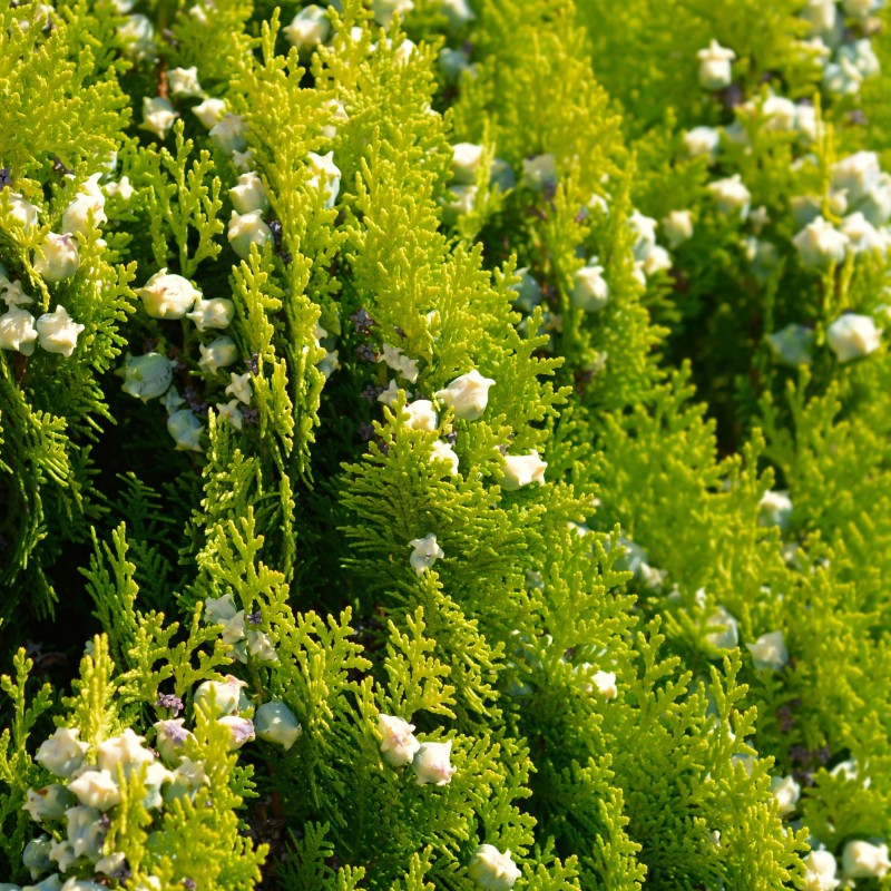 Thuja or.Aura Nana
