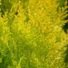 Thuja orientalis Pyramidalis Aurea