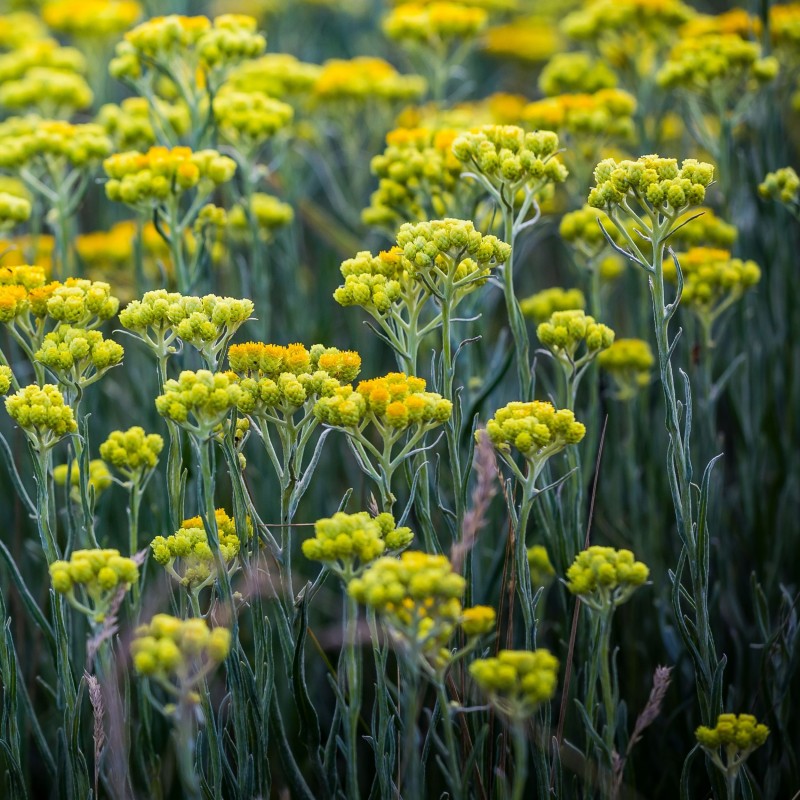 Helycriusum italicum (Curry)