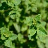 Menta Marocana