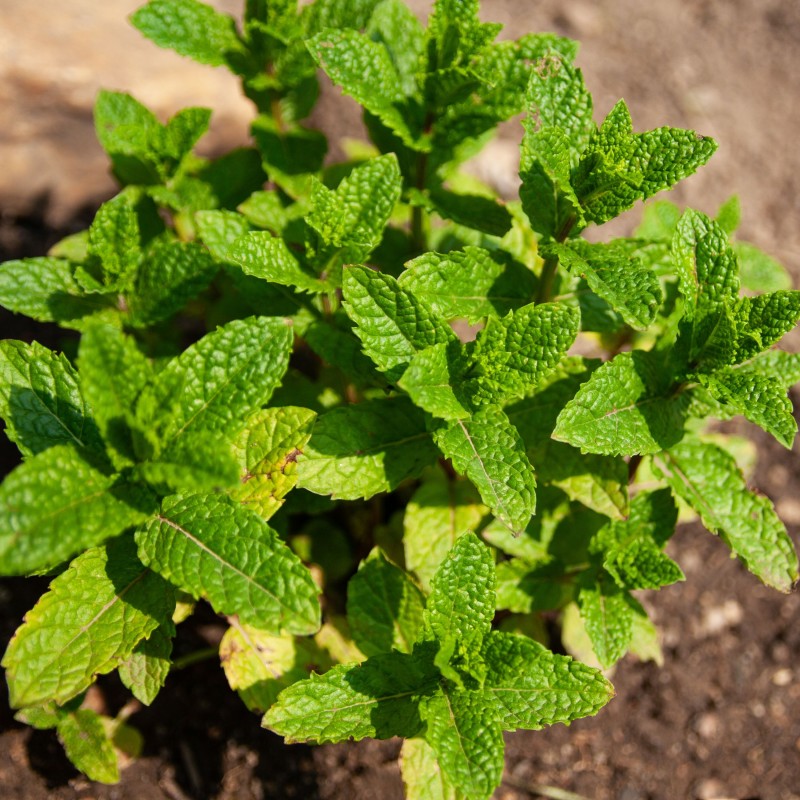 Menta Marocana