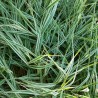 Iarba decorativa Carex morrowii Ice Dance