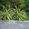 Iarba decorativa Carex morrowii Ice Dance