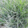 Iarba decorativa Carex morrowii Ice Dance