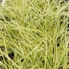 Iarba decorativa Carex oshimensis Evergold