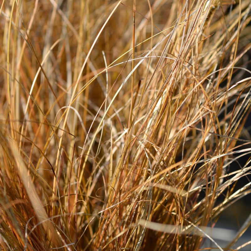 Iarba decorativa Carex Praire Fire