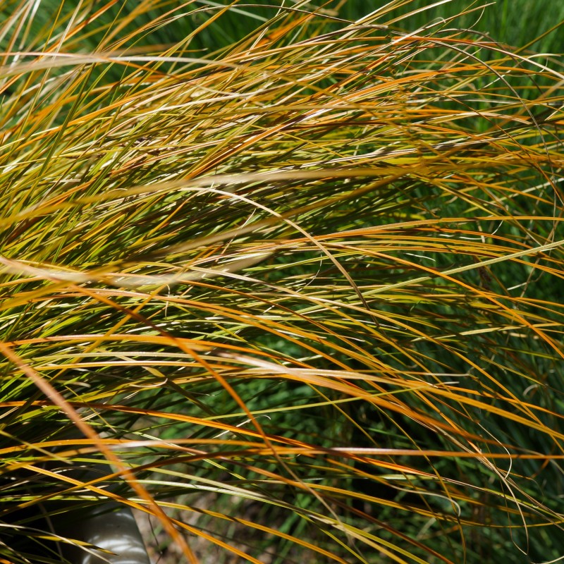 Iarba decorativa Carex Praire Fire