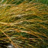 Iarba decorativa Carex Praire Fire