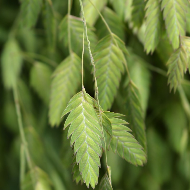 Chasmanthium latifolium