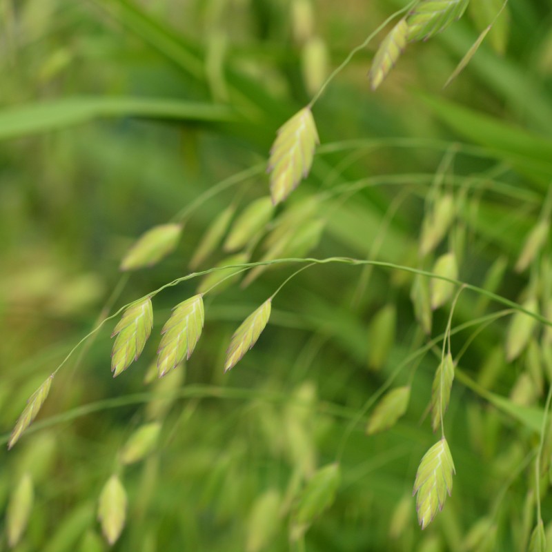Chasmanthium latifolium