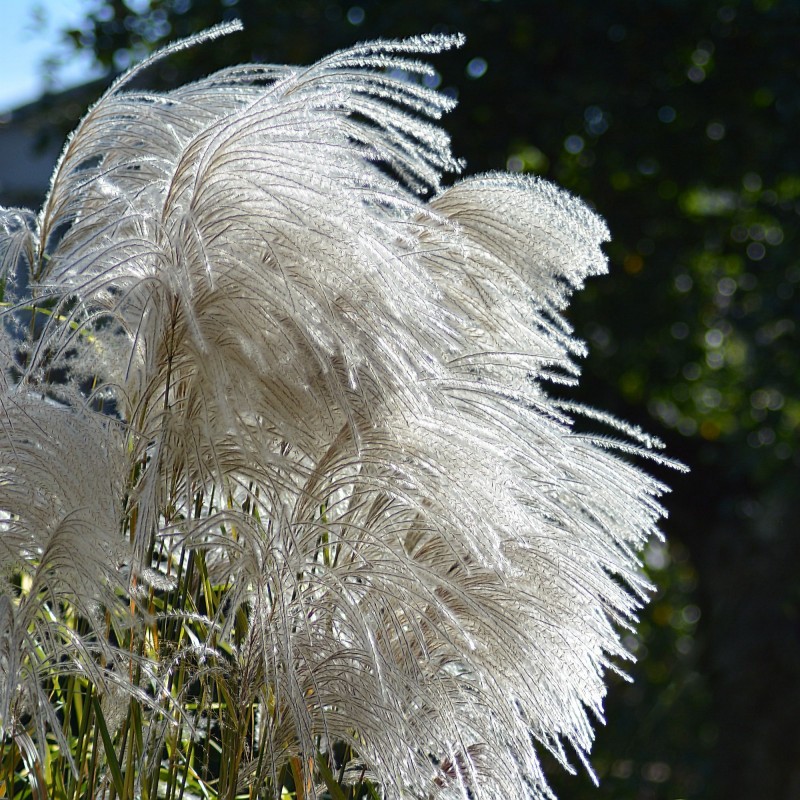 Iarba de Pampas Pene Albe