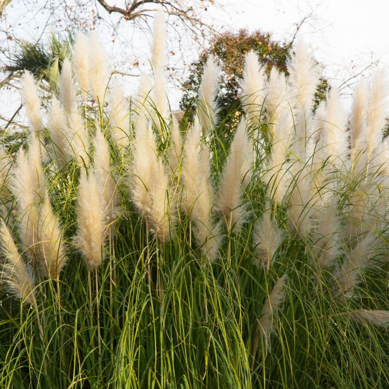 Iarba de Pampas Pene Albe