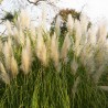 Iarba de Pampas Pene Albe