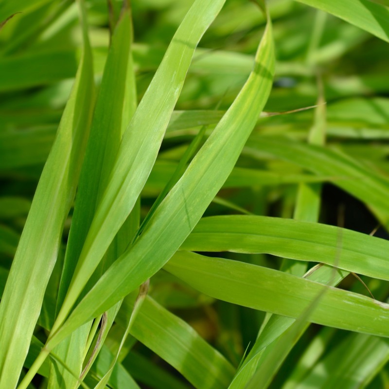 Iarba japoneza Sunflare