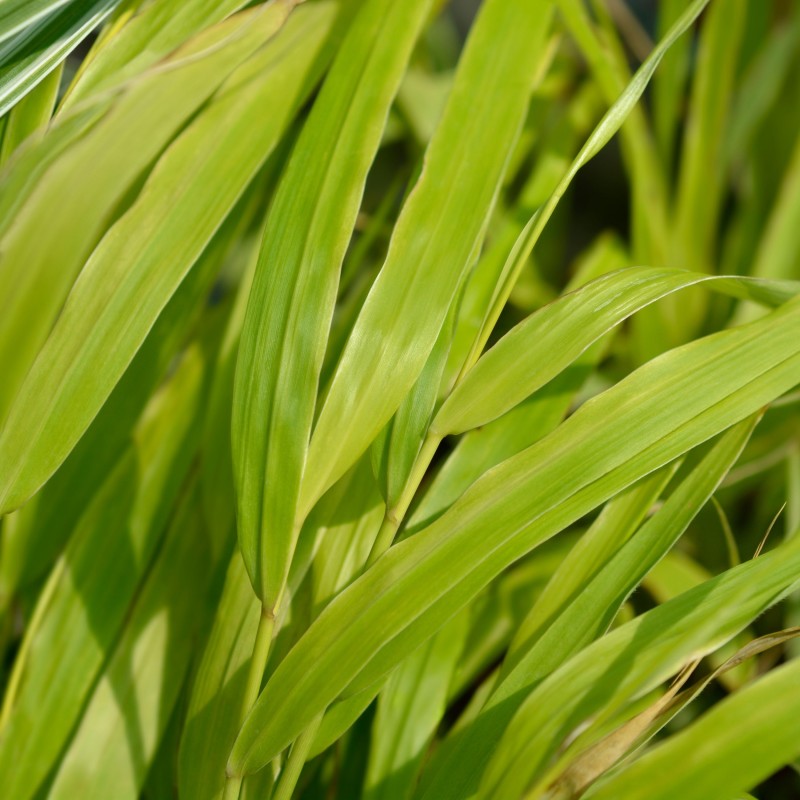 Iarba japoneza Sunflare