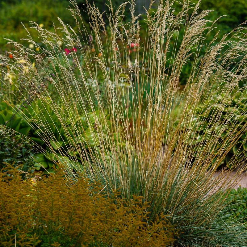 Helictotrichon sempervirens Pendula