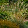 Helictotrichon sempervirens Pendula