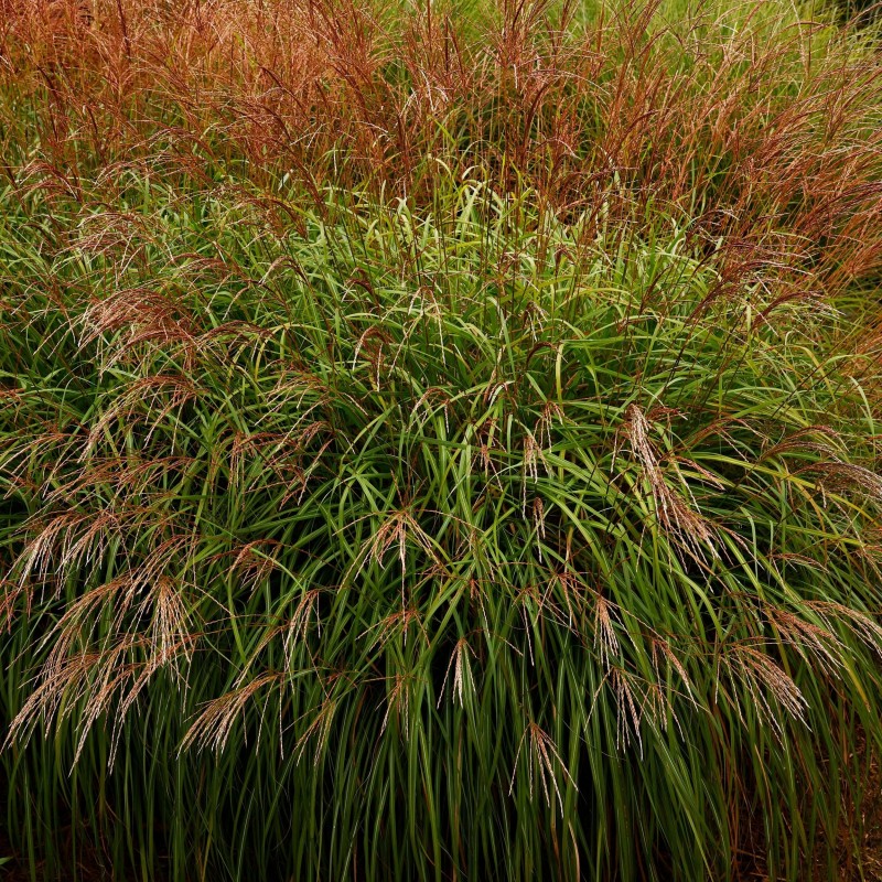 Stuf chinezesc Cindi