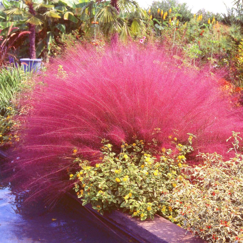Muhly Pink