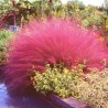 Muhly Pink