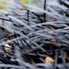Ophiopogon planiscapus Niger
