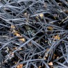 Ophiopogon planiscapus Niger