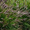 Pennisetum alopecuroides Black Beauty