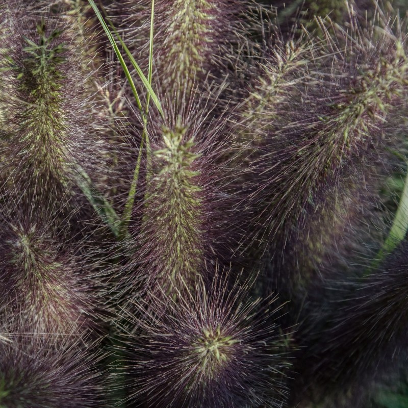 Pennisetum alopecuroides Black Beauty