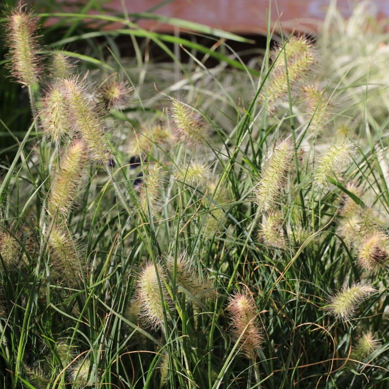 Pennisetum alopecuroides Little bunny