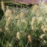 Pennisetum alopecuroides Little bunny