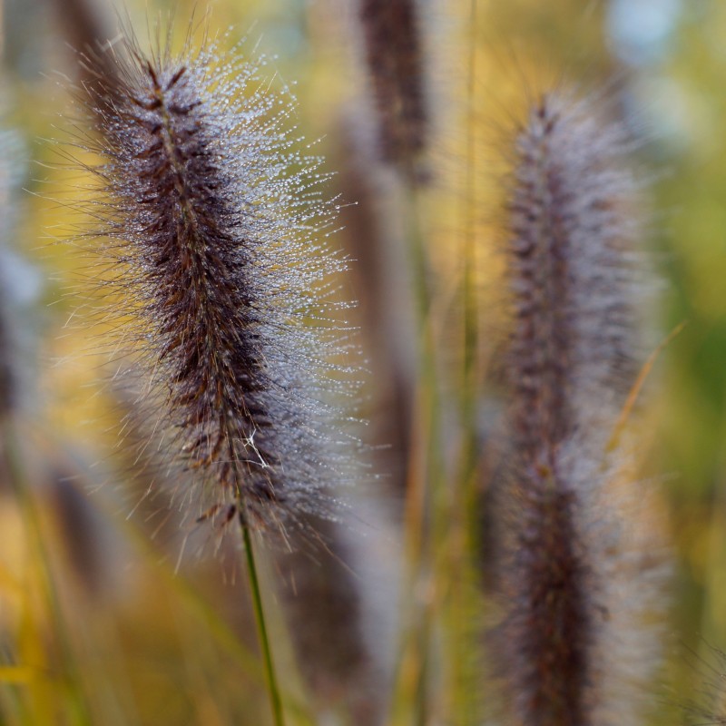 Pennisetum alopecuroides Red Head