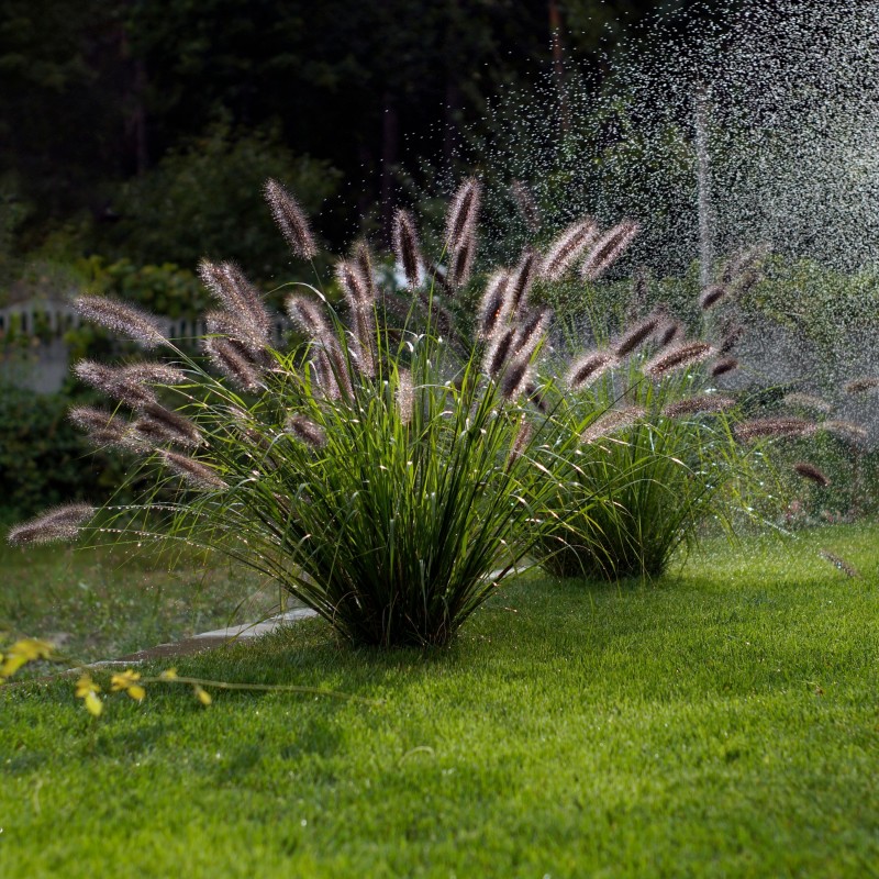 Pennisetum alopecuroides Red Head