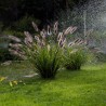 Pennisetum alopecuroides Red Head