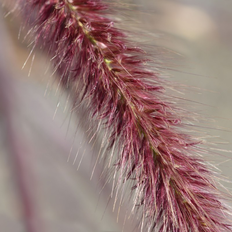 Pennisetum setaceum Rubrum